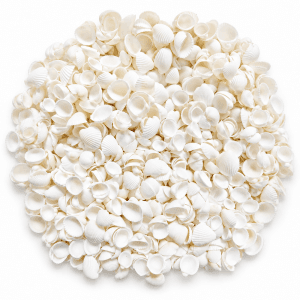 Deniz Kabuğu 100 gr