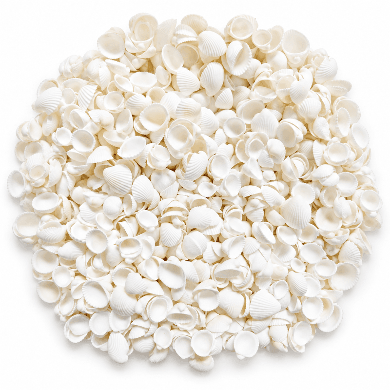 Deniz Kabuğu 100 gr